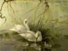 Лебеди на зелёной глади: оригинал