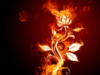 Огненный цветок: оригинал