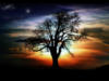 Дерево на фоне заката: оригинал