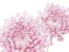 Схема вышивки «Chrysanthemum»