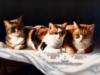 Схема вышивки «Три кошки»
