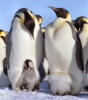 Императорский пингвин: оригинал
