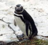 Магеланов пингвин: оригинал