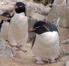 Схема вышивки «Скалистый пингвин»