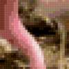 Пара Андских фламинго: предпросмотр
