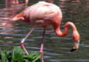 Схема вышивки «Фламинго красный»