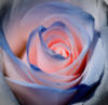 Схема вышивки «Роза в голубом»