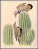 Схема вышивки «Птицы от William Zimmerman»