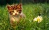 Котенок в траве: оригинал