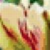 Тюльпан фламинг спринг грин: предпросмотр