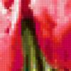 Тюльпан фринжед фэмили: предпросмотр