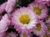 Схема вышивки «Хризантема Цветик-Семицветик»