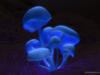 Схема вышивки «Синие грибы»