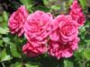 Схема вышивки «Роза кустовая розовая»