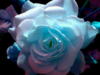 Схема вышивки «Бело-синяя роза»