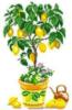 Схема вышивки «Лимонное дерево»