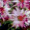 Zimnaja xrizantema: предпросмотр