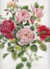 Схема вышивки &laquo;Розы&raquo;