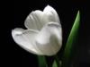 Белый тюльпан: оригинал