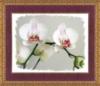 Схема вышивки &laquo;Орхидея&raquo;