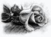 Схема вышивки «Одинокая роза»