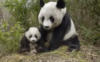 Схема вышивки «Панда с малышом»