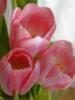 Схема вышивки «Red tulips»