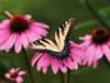 Тигровая бабочка на цветке: оригинал