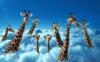 Схема вышивки «Жирафы в облаках»