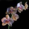 Орхидея 6: оригинал