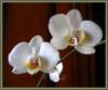 Схема вышивки «Орхидея 20»