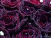 Схема вышивки «Подушка-розы»