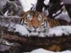 Тигр в снежном лесу: оригинал