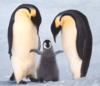 Penguin Family: оригинал