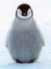 Схема вышивки «Penguin Baby»