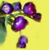 Схема вышивки «Фиолетовые тюльпаны»