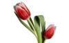 Схема вышивки «Цветы тюльпаны»