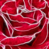Схема вышивки «Подушка - "Роза"»