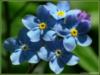 Голубые цветочки: оригинал