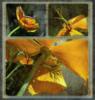 Схема вышивки «Триптих (желтый цветок)»