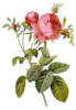 Схема вышивки «Садовая роза»