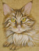 Схема вышивки «Портрет кошки»