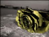 Чайная роза на набережной: оригинал