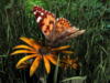 Схема вышивки «Цветочек с бабочкой»