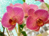 Орхидеи - 5: оригинал