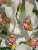 Схема вышивки «Орхидеи - 7»