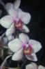 Орхидеи - 10: оригинал