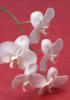 Схема вышивки «Орхидеи - 12»