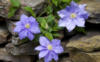 Голубые цветы среди камней: оригинал
