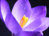 Фиолетовый цветок: оригинал